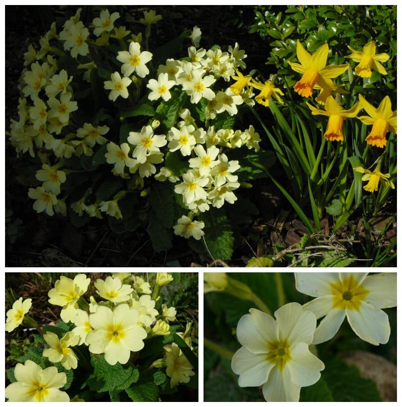 Primroses at Ever After March 2015