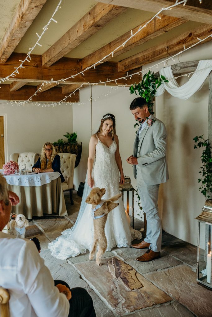bride and groom getting married in a wedding barn with a dog jumping up wearing a blue harness