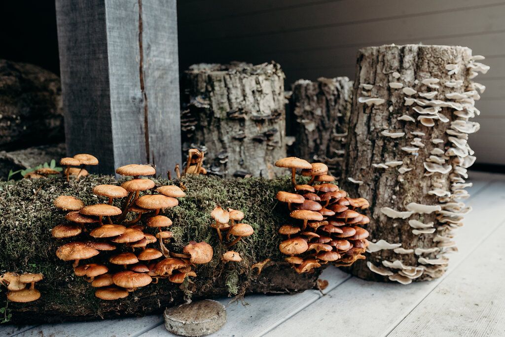 autumn styling fungi log above wedding barn