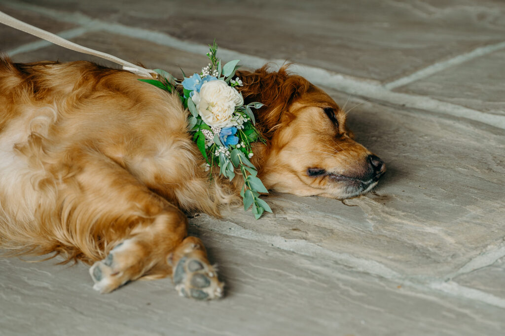 golden retriever dog laying head on stone floor wearing ivory rose and blue flower collar