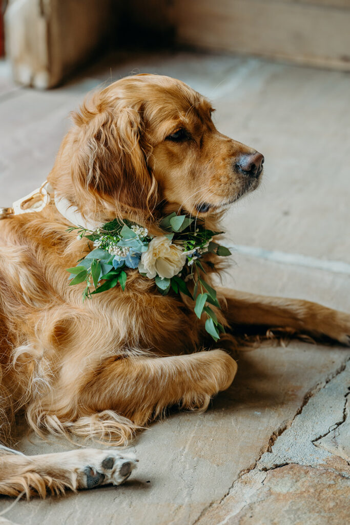 side view of gold retriever dog lying on stone floor wearing ivory rose flower collar