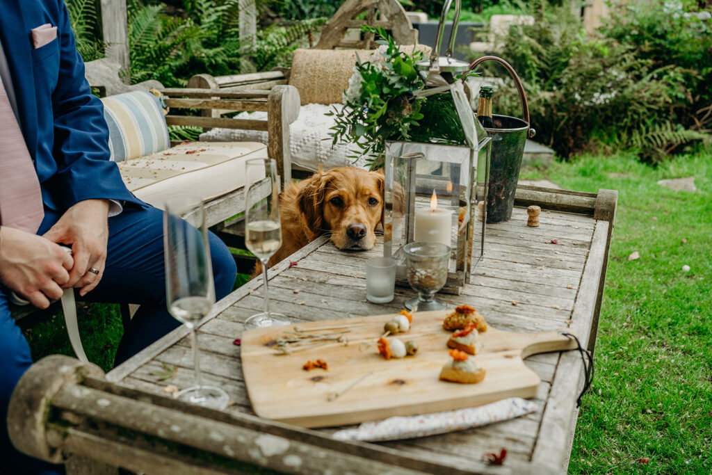 a dog's eye view of a dog's life. Golden retriever dog eyeing canapes on a wooden coffee table
