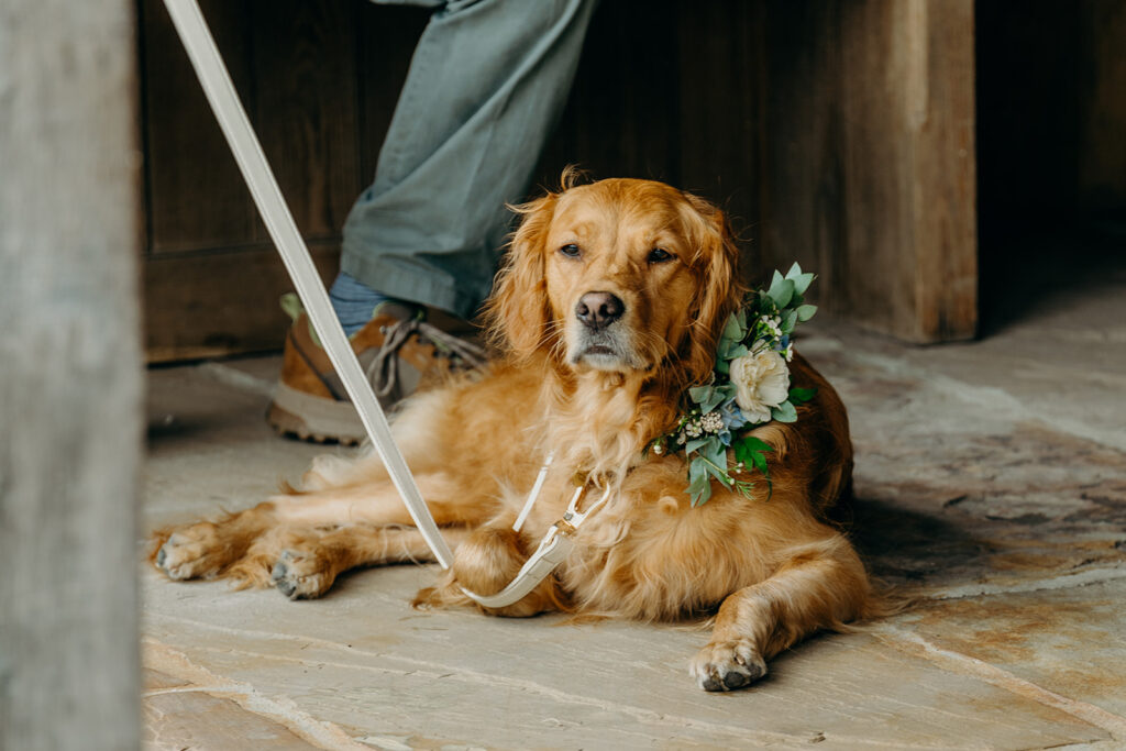 golden retriever dog lying on stone floor wearing ivory rose flower collar 