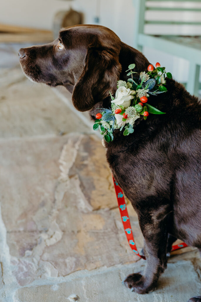 chocolate labrador wearing a flower collar of white roses and astrantia with red berries