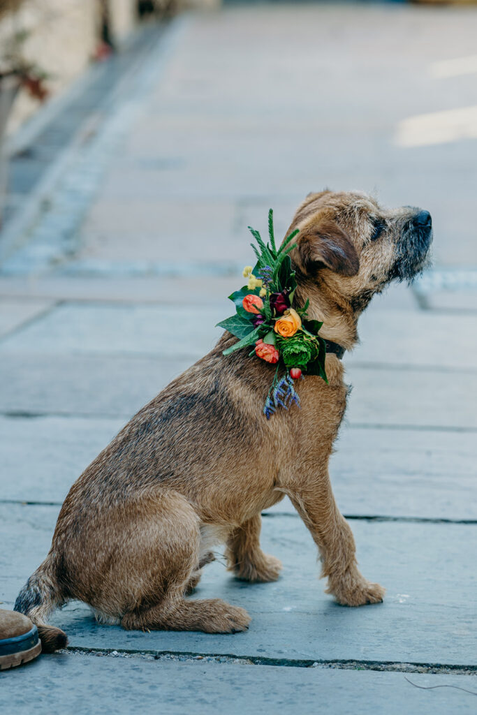 young border terrier dog wearing floral dog collar of orange roses