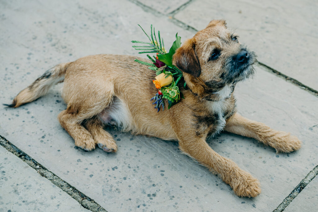 young border terrier dog wearing yellow rose wedding dog collar