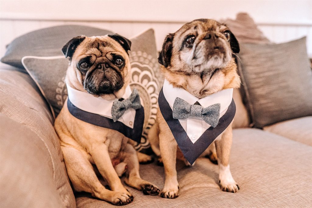 2 pug dogs sat on a grey linen sofa wearing tuxedo outfits