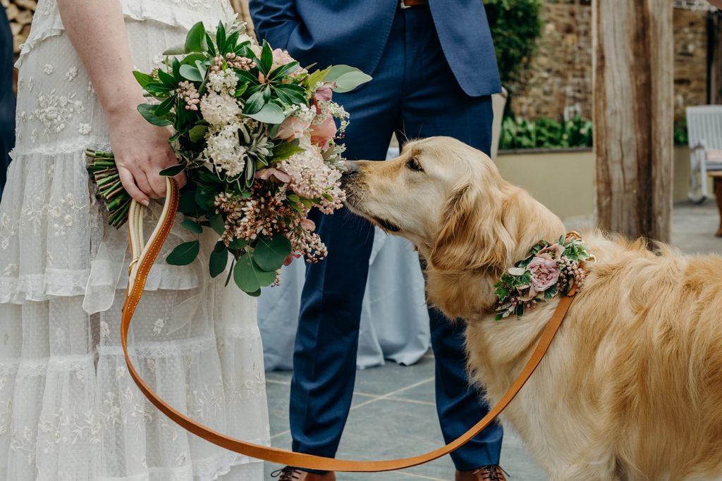 golden retriever dog on a leash sniffing a bridal bouquet of roses being held by a bride