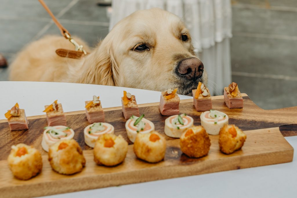 golden retriever dog at eye level with wooden board of canapes
