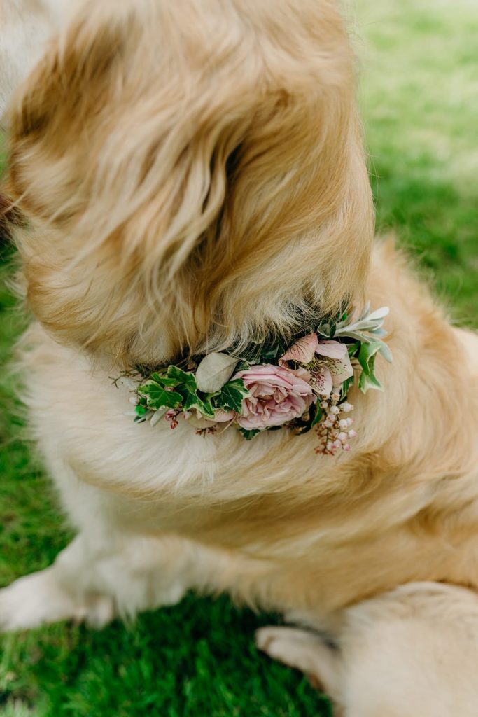 golden retriever dog wearing floral collar of pink roses and ivy