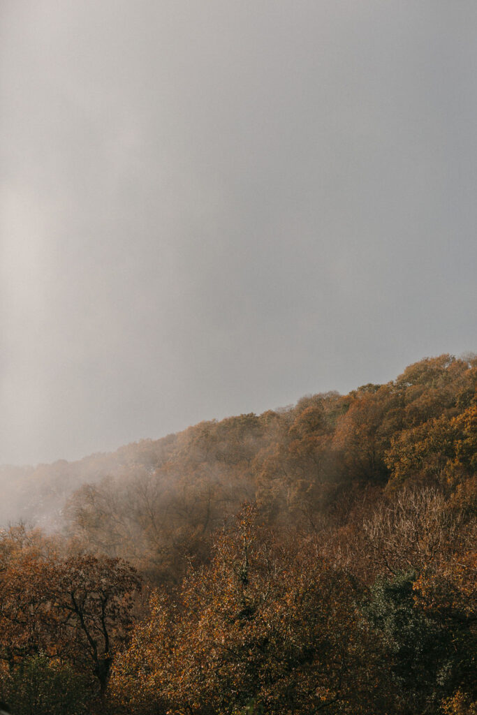 photo of autumn Devon woodland with mists rising