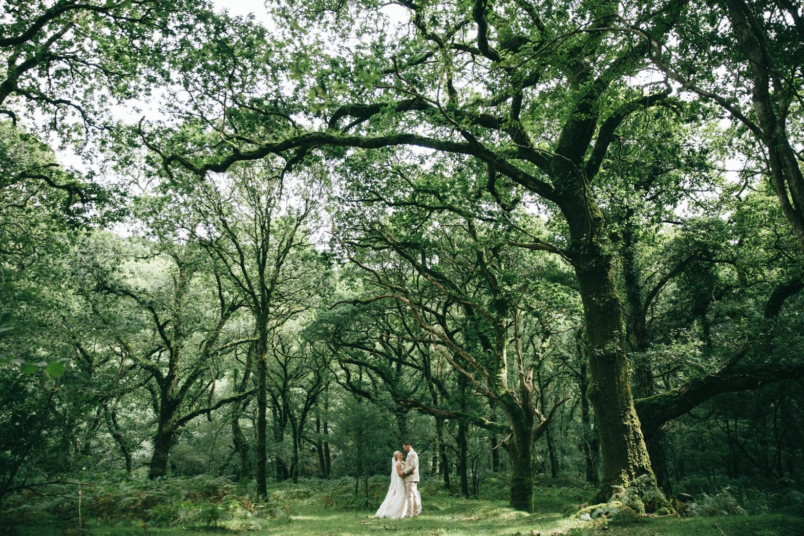 bride and groom long shot woodland canopy dartmoor
