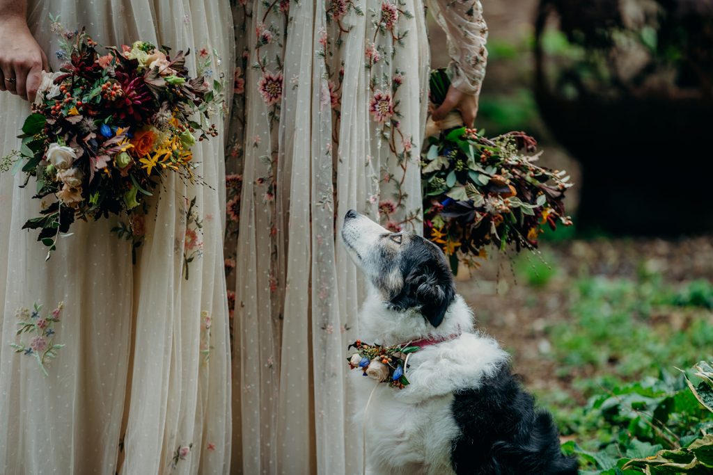 close up of 2 brides each carrying a bouquet and a collie dog with a flower collar looking up at their faces off camera 