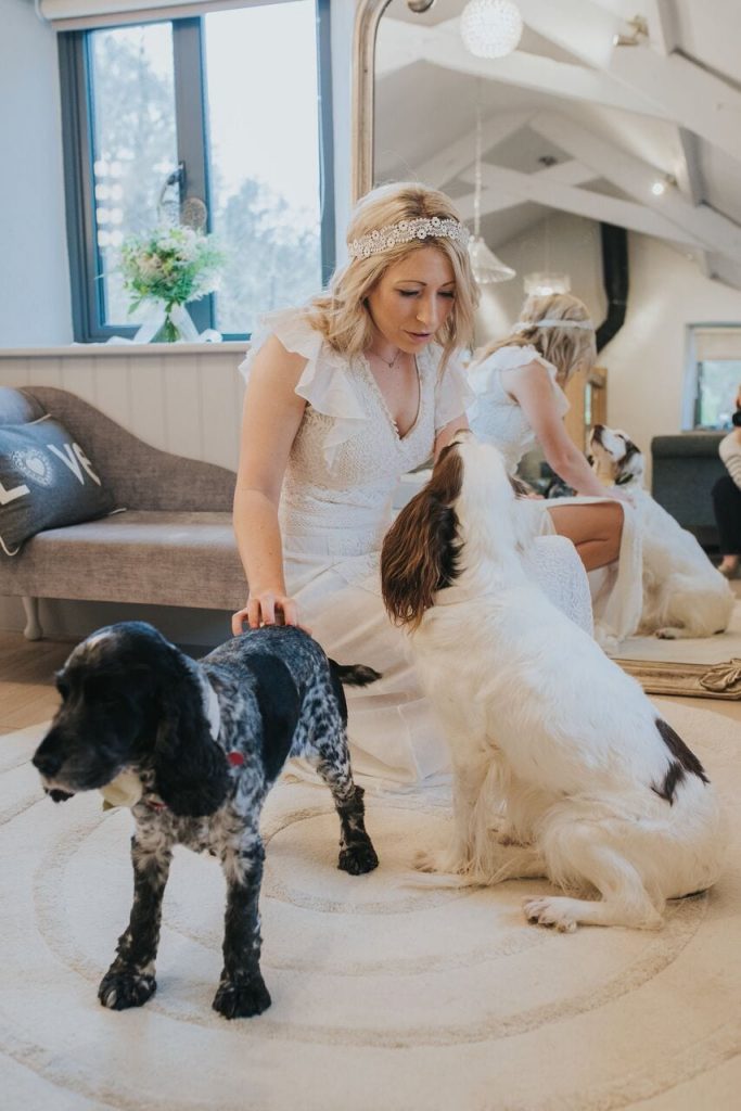 bride with her two spaniel dogs