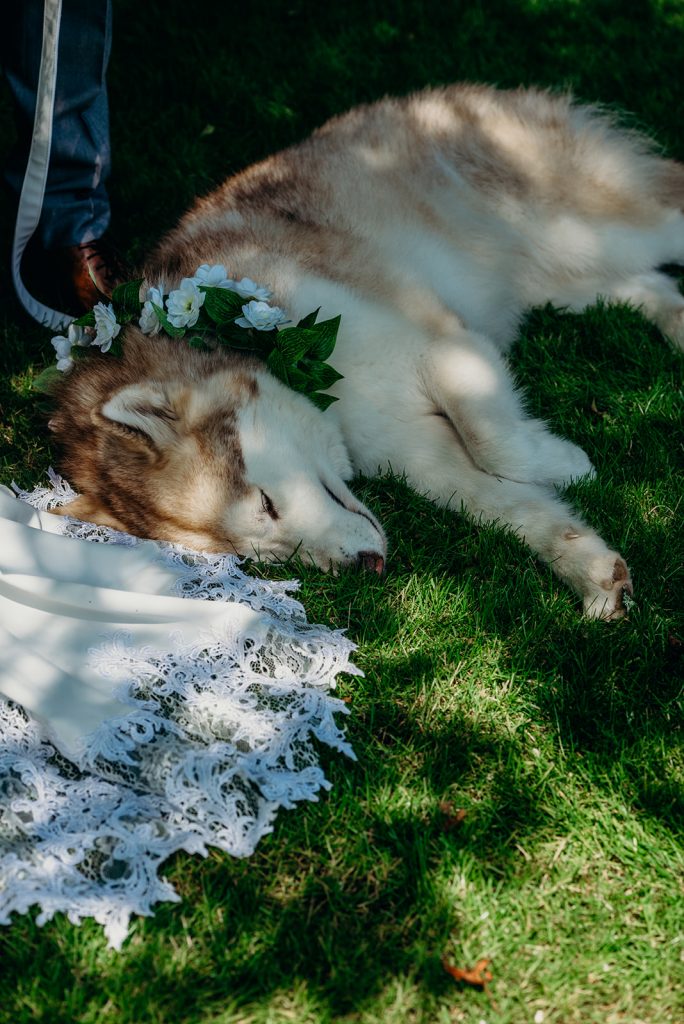 a cream coloured dog wearing a flower collar lying on a white lace wedding dress on green grass