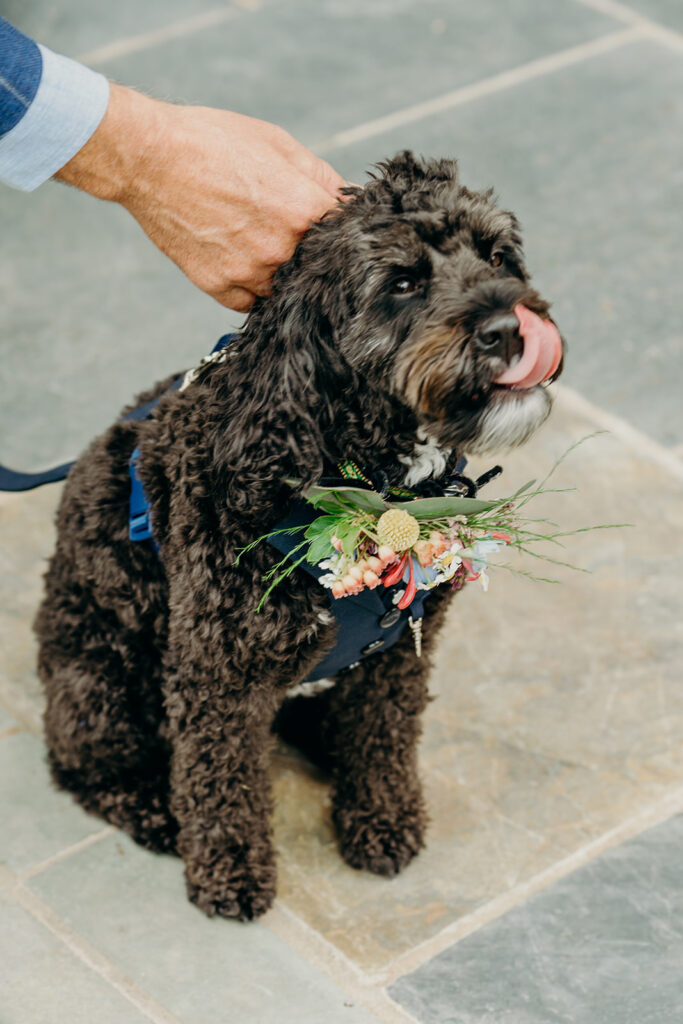 dark cockapoo dog wearing a floral dog collar 