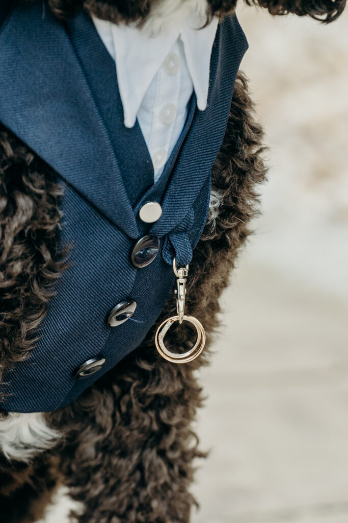 close up of dark cockapoo dog wearing wearing suit with wedding rings attached