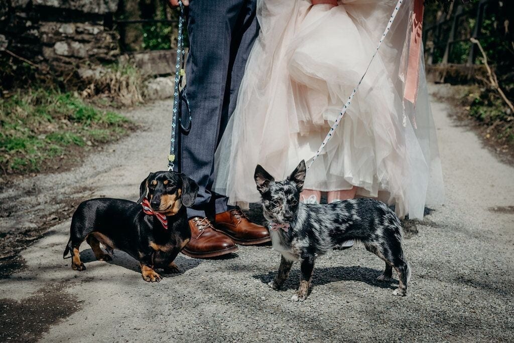 lower body shot of bride and groom stood outside holding a black and brown sausage dog and a grey and black chihuahua on leads
