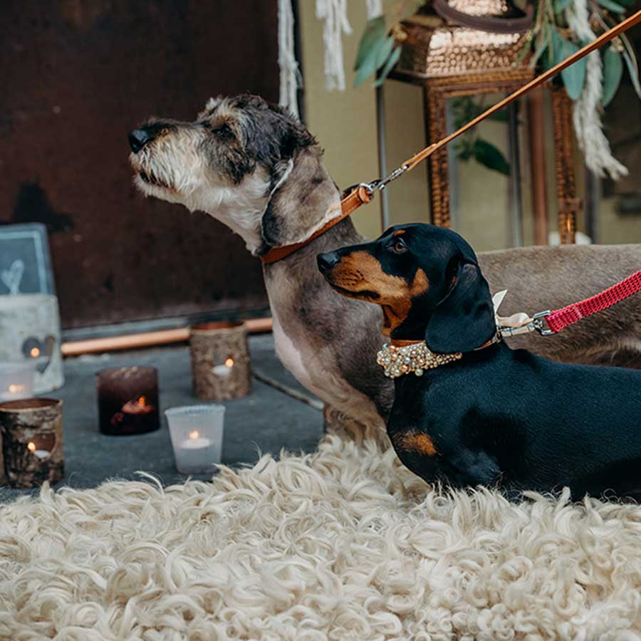 side on view of two sausage dogs one with a pearl collar stood on sheepskin rug with tea lights in the background on leads intently watching 